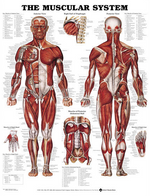 North Coast Anatomical Wall Charts, Vinyl-Laminated, Anatomy