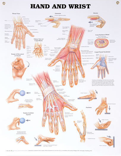 North Coast Anatomical Wall Charts, Vinyl-Laminated, Anatomy