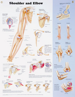 North Coast Anatomical Wall Charts, Vinyl-Laminated, Anatomy