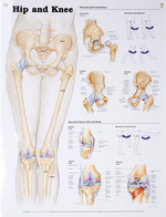 North Coast Anatomical Wall Charts, Vinyl-Laminated, Anatomy