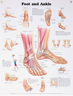 North Coast Anatomical Wall Charts, Vinyl-Laminated, Anatomy
