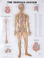 North Coast Anatomical Wall Charts, Vinyl-Laminated, Anatomy