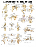 North Coast Anatomical Wall Charts, Vinyl-Laminated, Anatomy