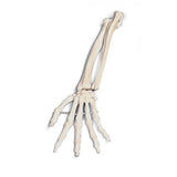 Anatomical Models (Packaging - Each)