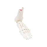 Anatomical Models (Packaging - Each)