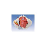 Female Pelvis Models (Packaging - Each)