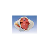 Female Pelvis Models (Packaging - Each)