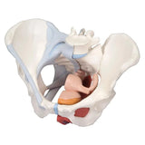 Female Pelvis Models (Packaging - Each)