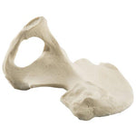 ORTHObones Standard Hemi Pelvis,m.,right