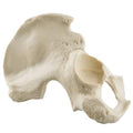 ORTHObones Standard Hemi Pelvis,m.,right
