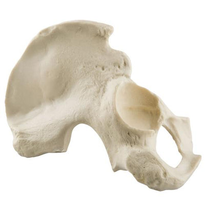 ORTHObones Standard Hemi Pelvis,m.,right