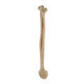 ORTHObones Standard Humerus, right