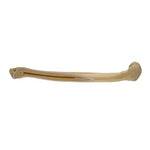 ORTHObones Standard Humerus, right