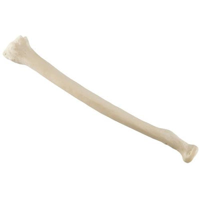 ORTHObones Standard Radius, right