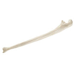 ORTHObones Standard Ulna, right