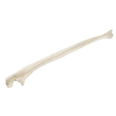 ORTHObones Standard Ulna, right