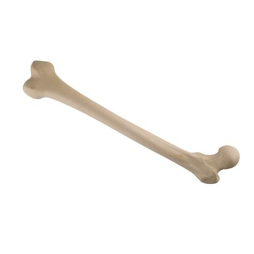 ORTHObones Standard Femur, left