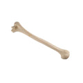 ORTHObones Standard Humerus, left