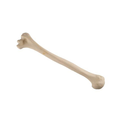 ORTHObones Standard Humerus, left