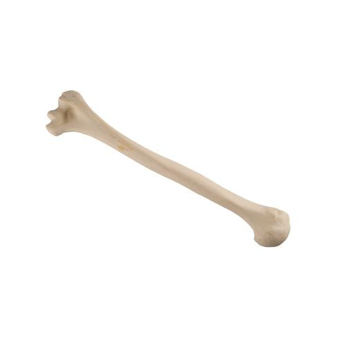 ORTHObones Standard Humerus, left