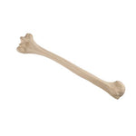 ORTHObones Standard Humerus, left