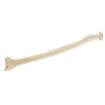 ORTHObones Standard Radius, left