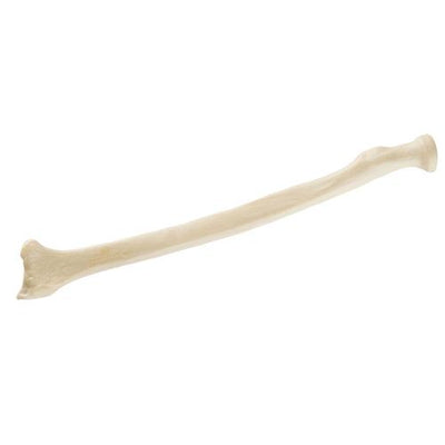 ORTHObones Standard Radius, left