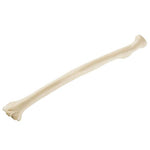 ORTHObones Standard Radius, left