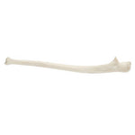 ORTHObones Standard Ulna, left