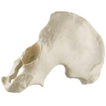 ORTHObones Standard Hemi Pelvis, m., l