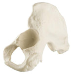 ORTHObones Standard Hemi Pelvis, m., l