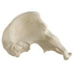 ORTHObones Standard Hemi Pelvis, m., l
