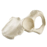 ORTHObones Standard Hemi Pelvis, m., l
