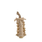 ORTHObones Standard Cervical Vertebrae