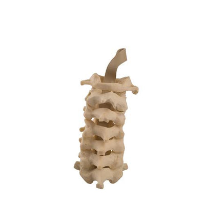 ORTHObones Standard Cervical Vertebrae