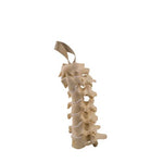 ORTHObones Standard Cervical Vertebrae