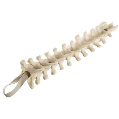 ORTHObones Standard Thoratic Vertebrae