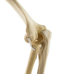 ORTHObones Standard Elbow elastic bands r