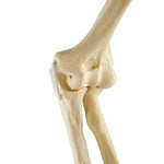 ORTHObones Standard Elbow elastic bands r