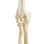 ORTHObones Standard Elbow elastic bands l