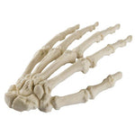ORTHObones Standard Hand