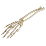 ORTHObones Standard Hand & wrist