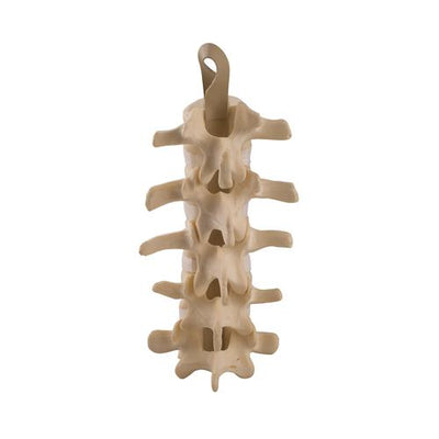 ORTHObones Standard Lumbar Spine