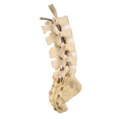 ORTHObones Standard Lumbar Spine with Sacrum