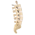ORTHObones Standard Lumbar Spine with Sacrum