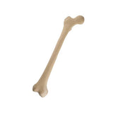 ORTHObones Standard Juvenile Femur, right