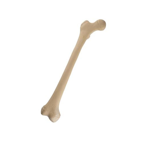 ORTHObones Standard Juvenile Femur, right