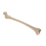 ORTHObones Standard Pediatric Femur, right