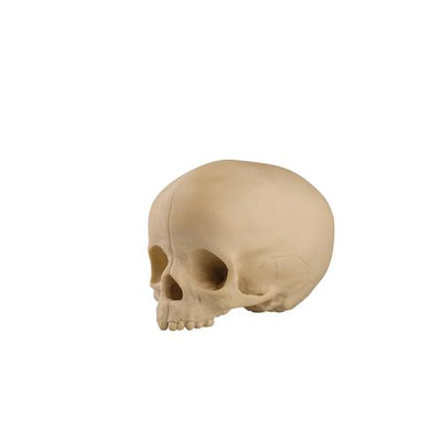 ORTHObones Standard Pediatric Hollow Skull with Support Block