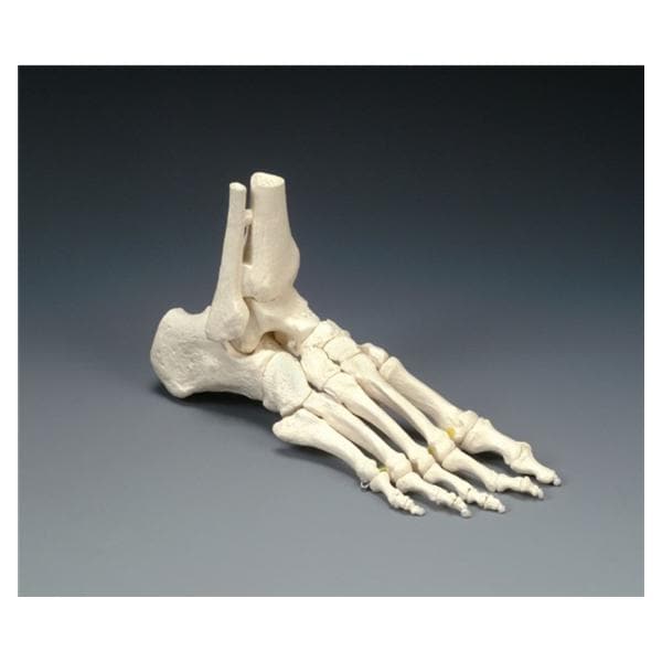Wolters Kluwer Health Inc Model Anatomical Adult Each - OS31E